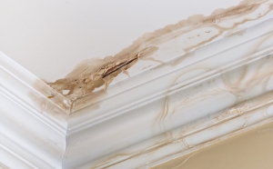 Warning signs of Mould Damage Brisbane
