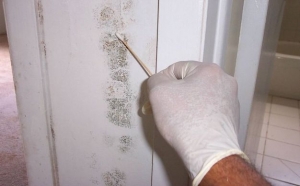 Mould Testing Services Brisbane