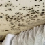 Mould Growing on Ceiling